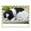 CHÚ CHÓ ĐEN TRẮNG THAN HOẠT TÍNH KHỬ MÙI & TRANG TRÍ TAPLO Ô TÔ LOẠI LỚN 28CM X 21CM